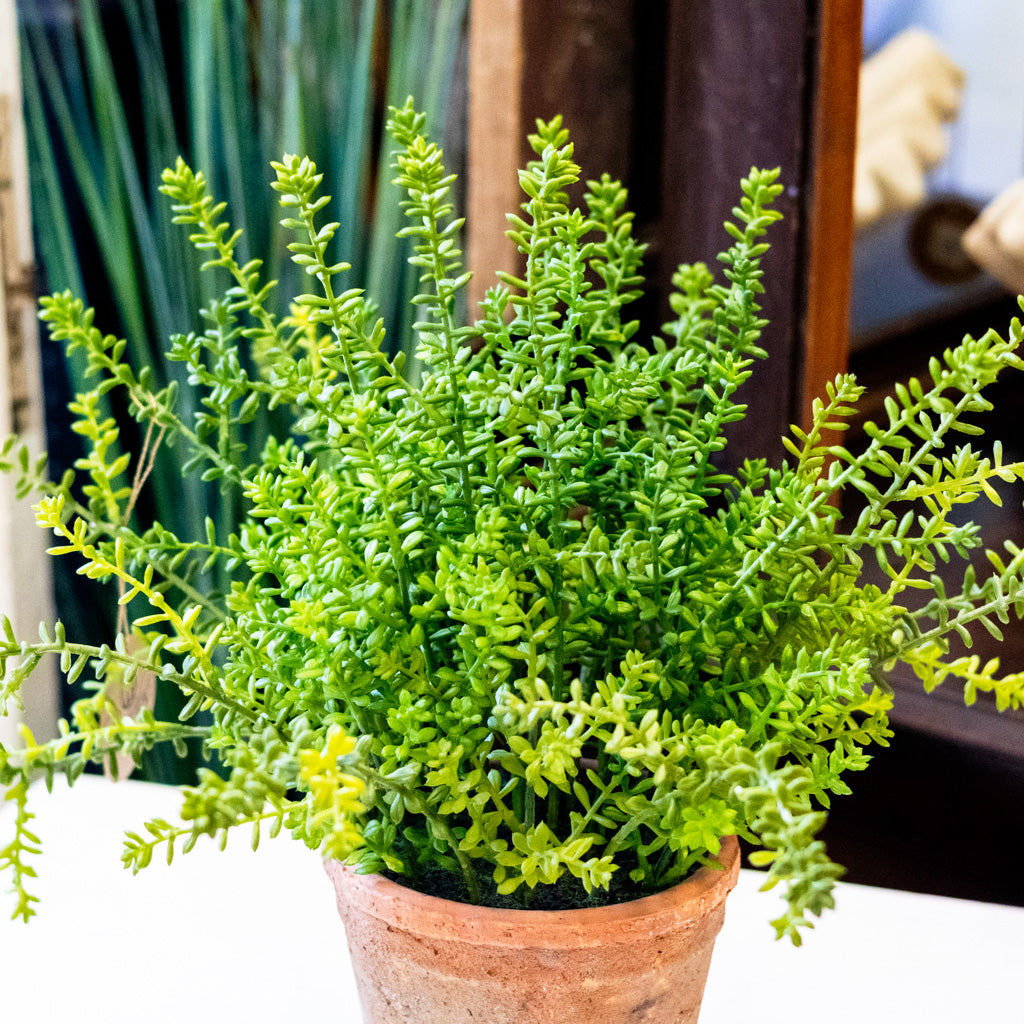 UV Sedum in Aged Pot