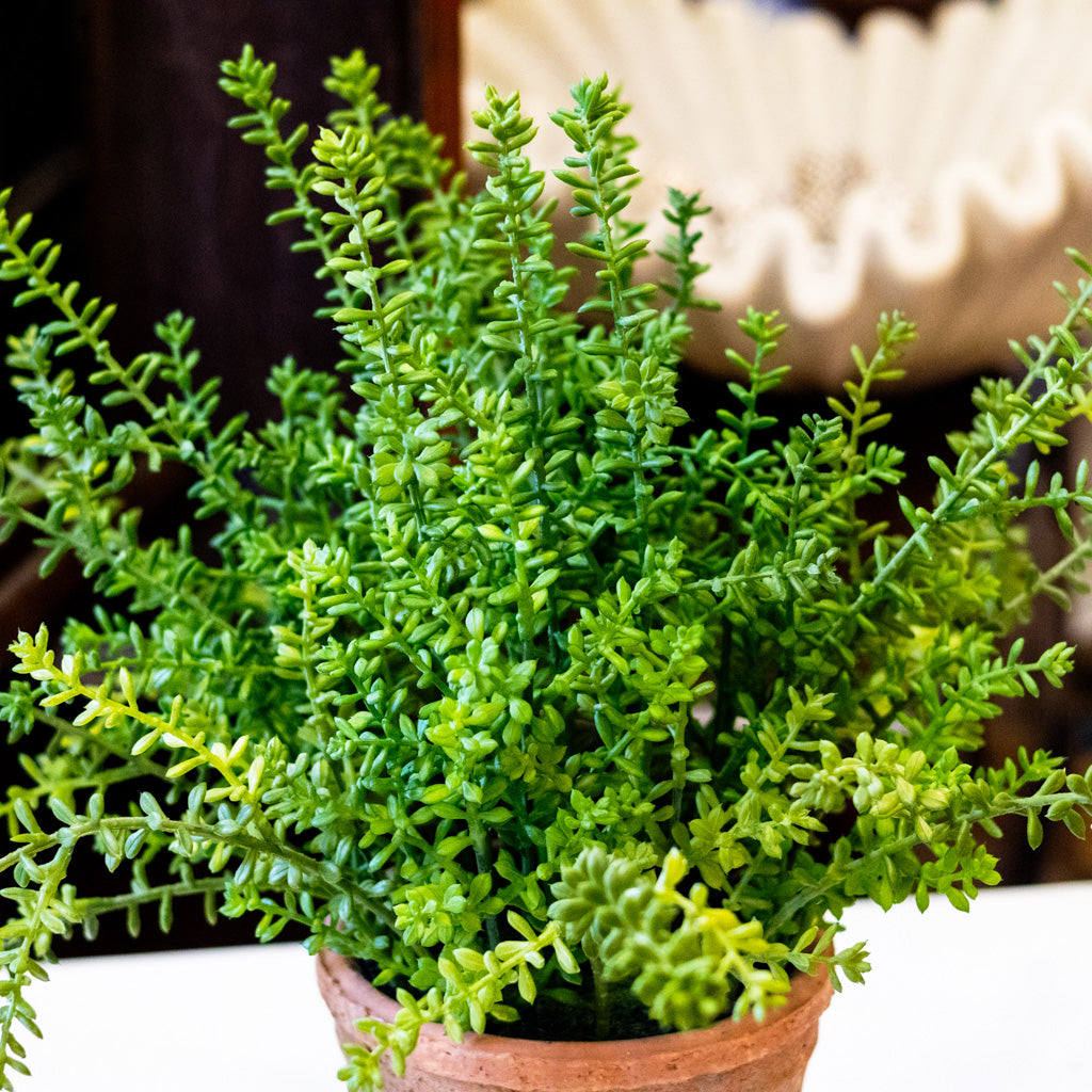 UV Sedum in Aged Pot