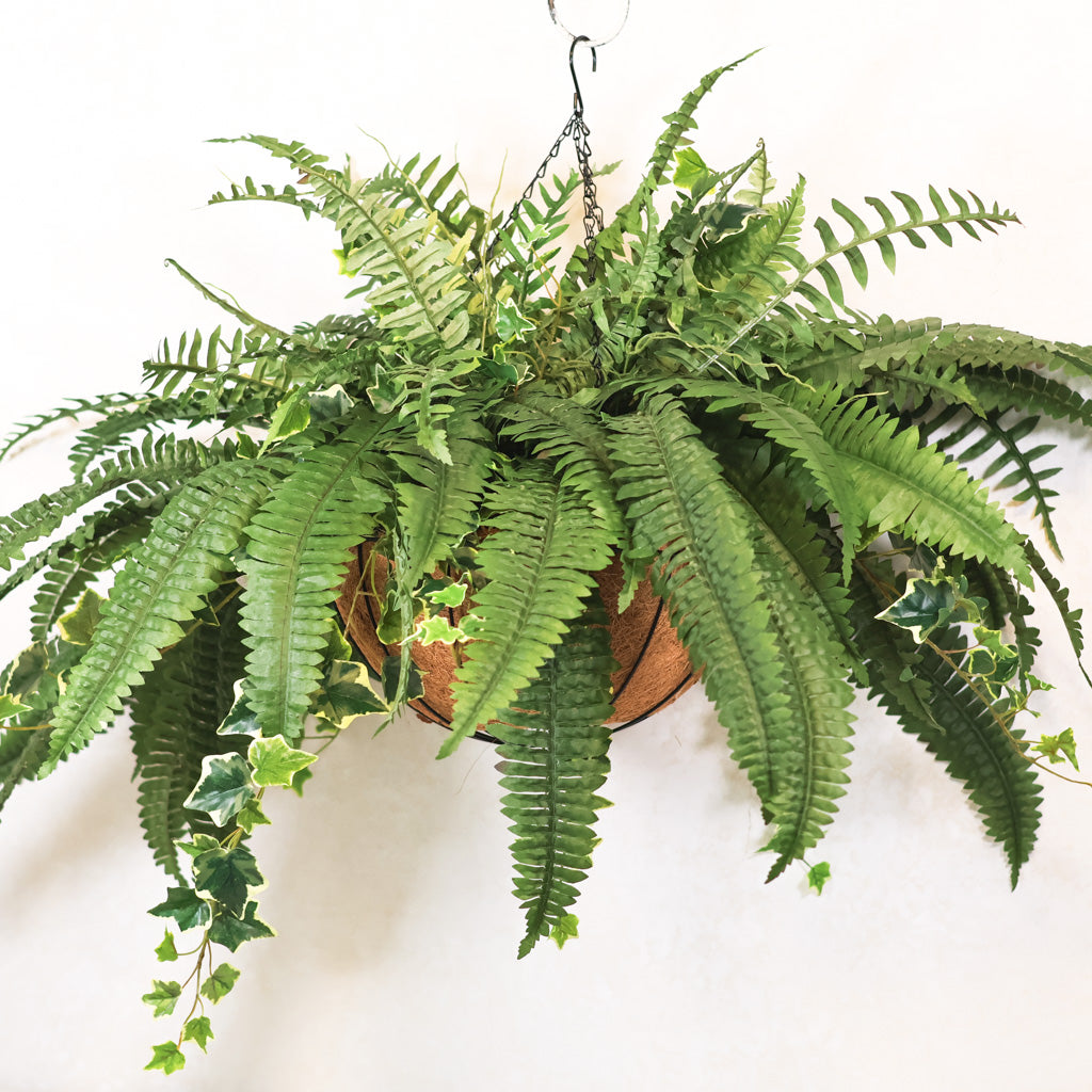 Boston Fern and Ivy Hanging Basket with Chain