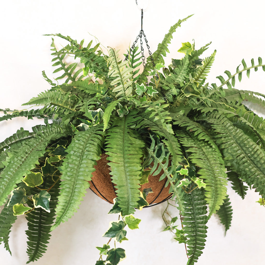 Boston Fern and Ivy Hanging Basket with Chain