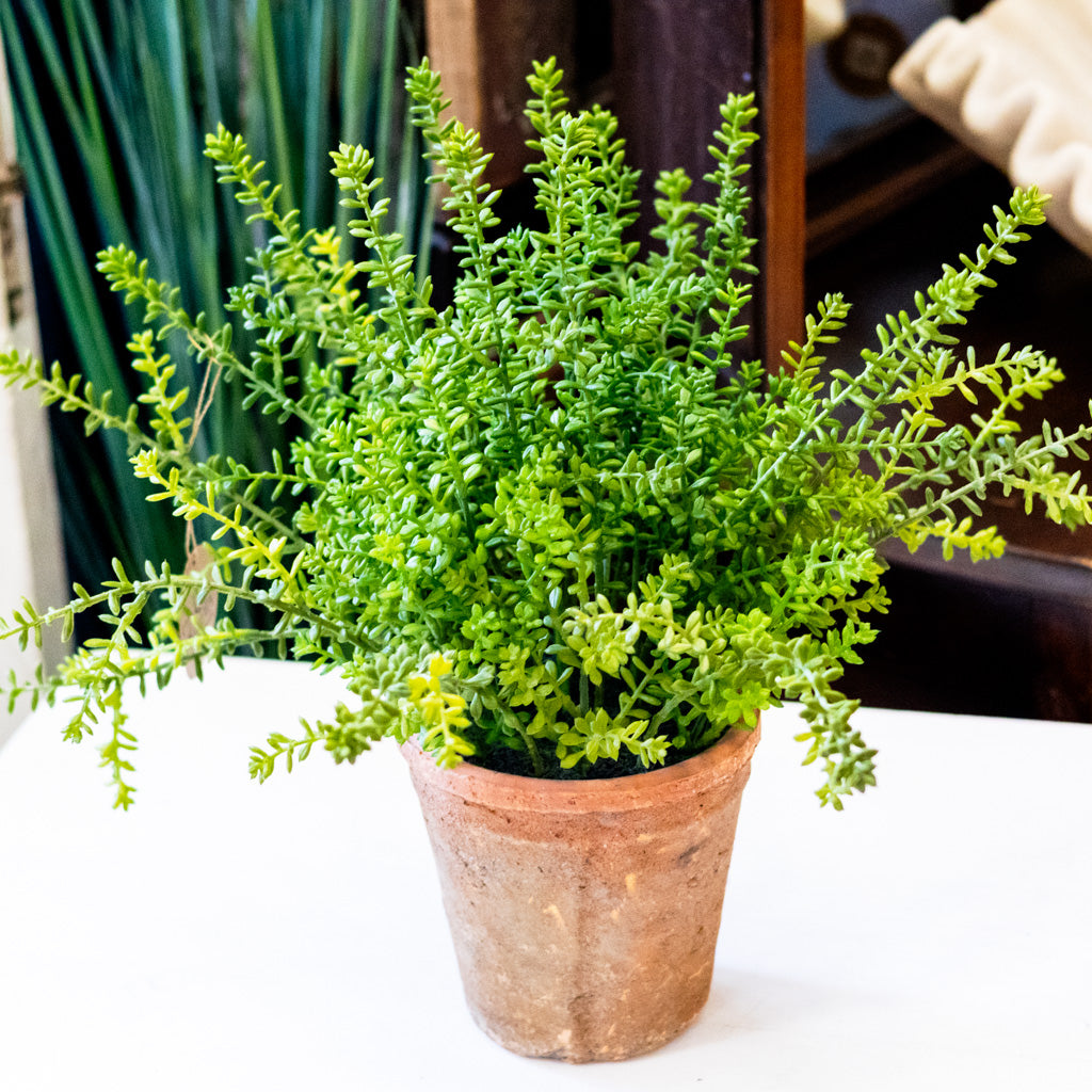 UV Sedum in Aged Pot
