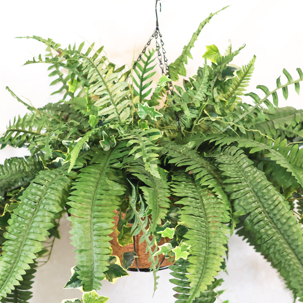 Boston Fern and Ivy Hanging Basket with Chain
