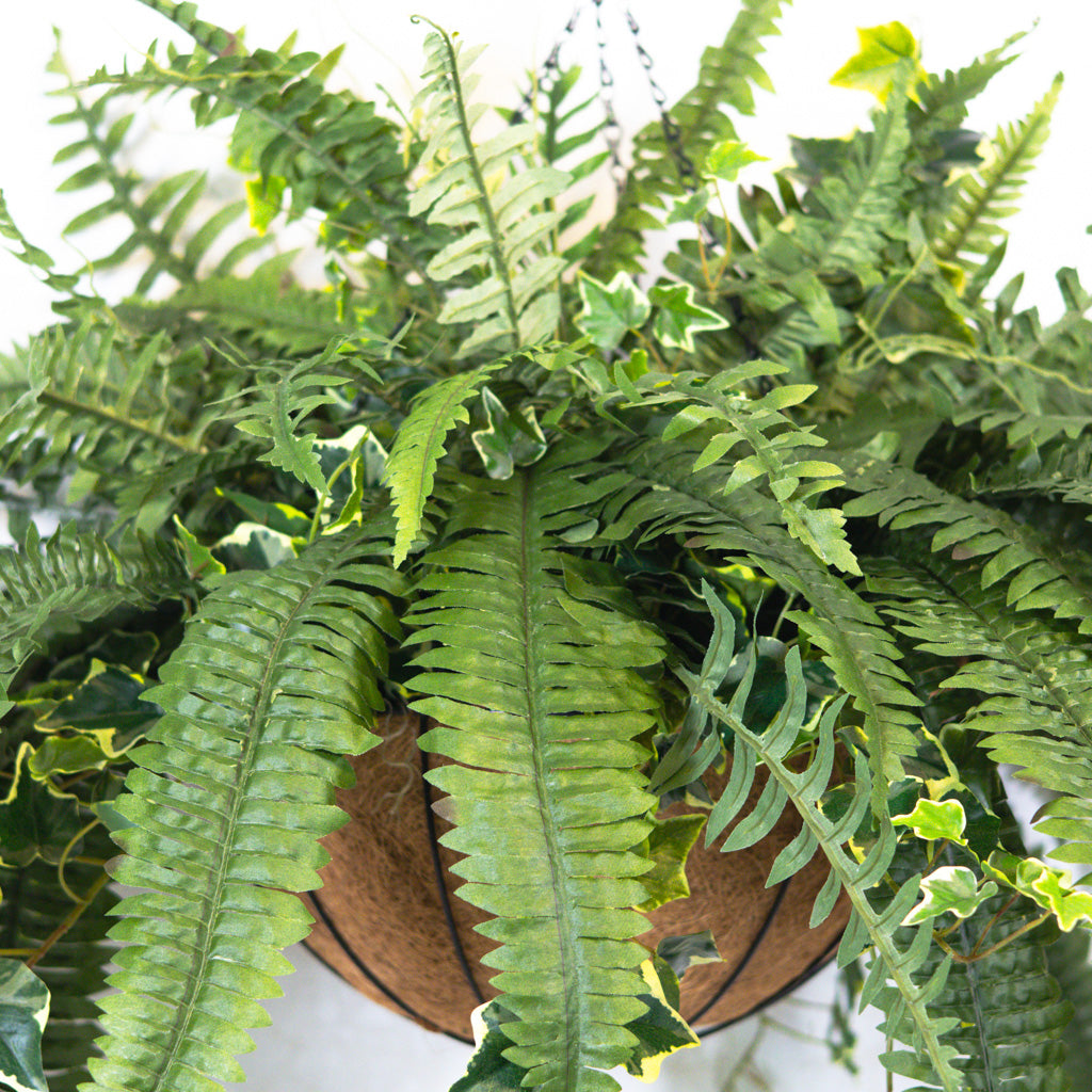 Boston Fern and Ivy Hanging Basket with Chain
