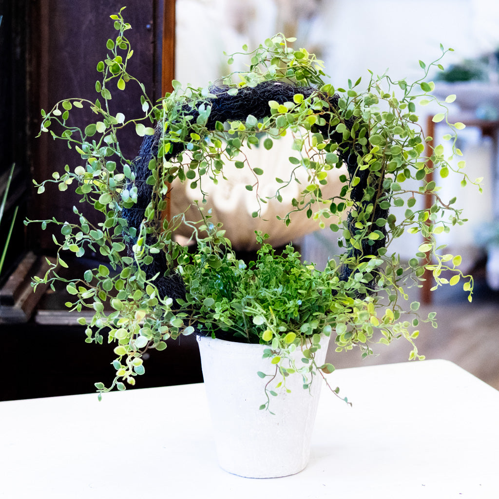 Muehlenbeckia Wire Topiary in Clay Pot