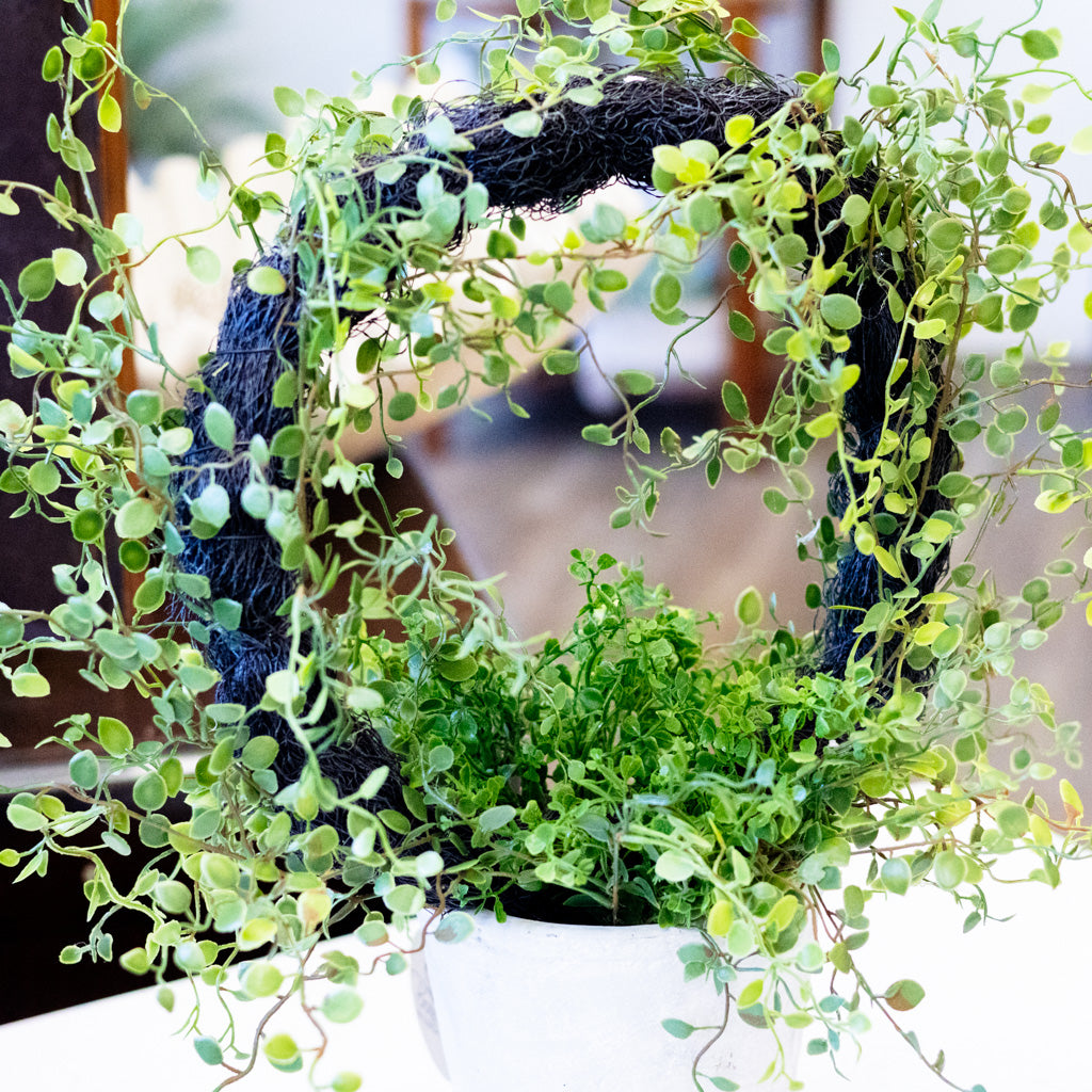 Muehlenbeckia Wire Topiary in Clay Pot