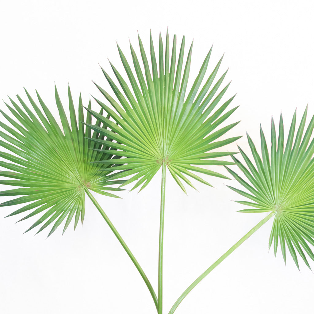 Fan Palm Spray 44"L