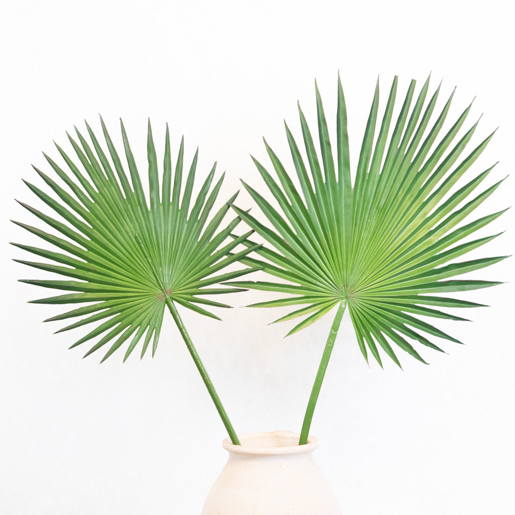 Fan Palm Stem 33"L