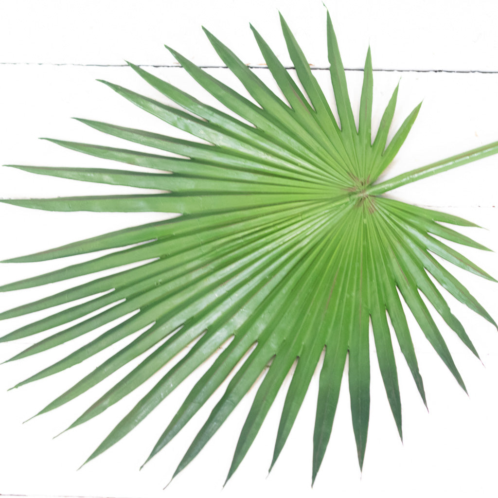 Fan Palm Spray 44"L
