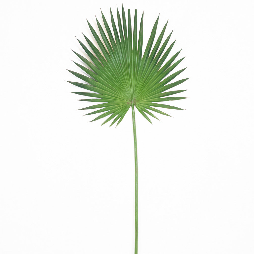 Fan Palm Spray 44"L