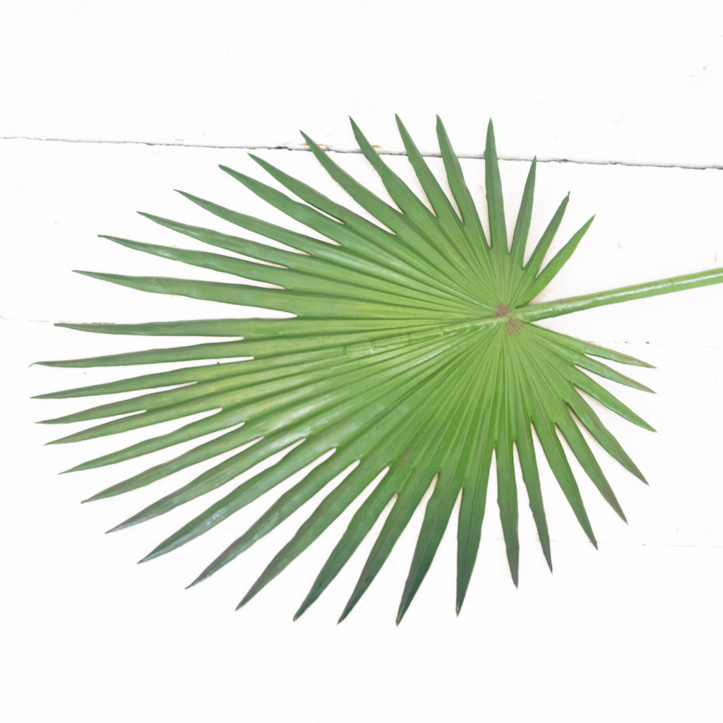 Fan Palm Stem 33"L