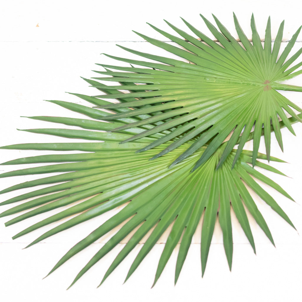 Fan Palm Stem 33"L