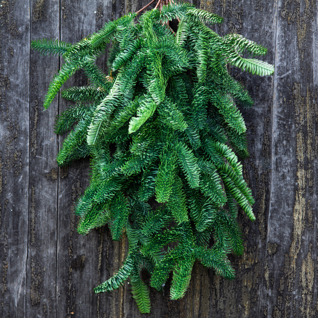 30" Noble Fir Teardrop