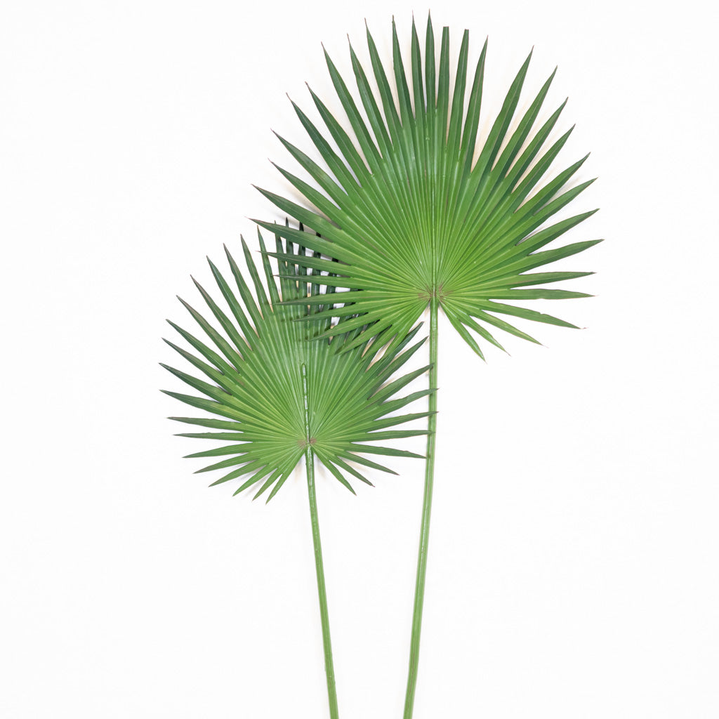 Fan Palm Stem 33"L