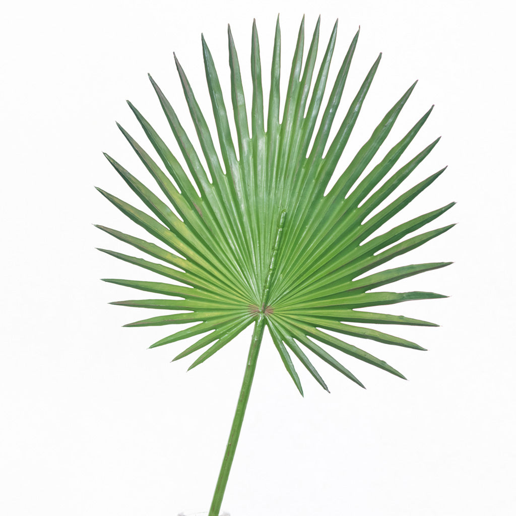 Fan Palm Stem 33"L