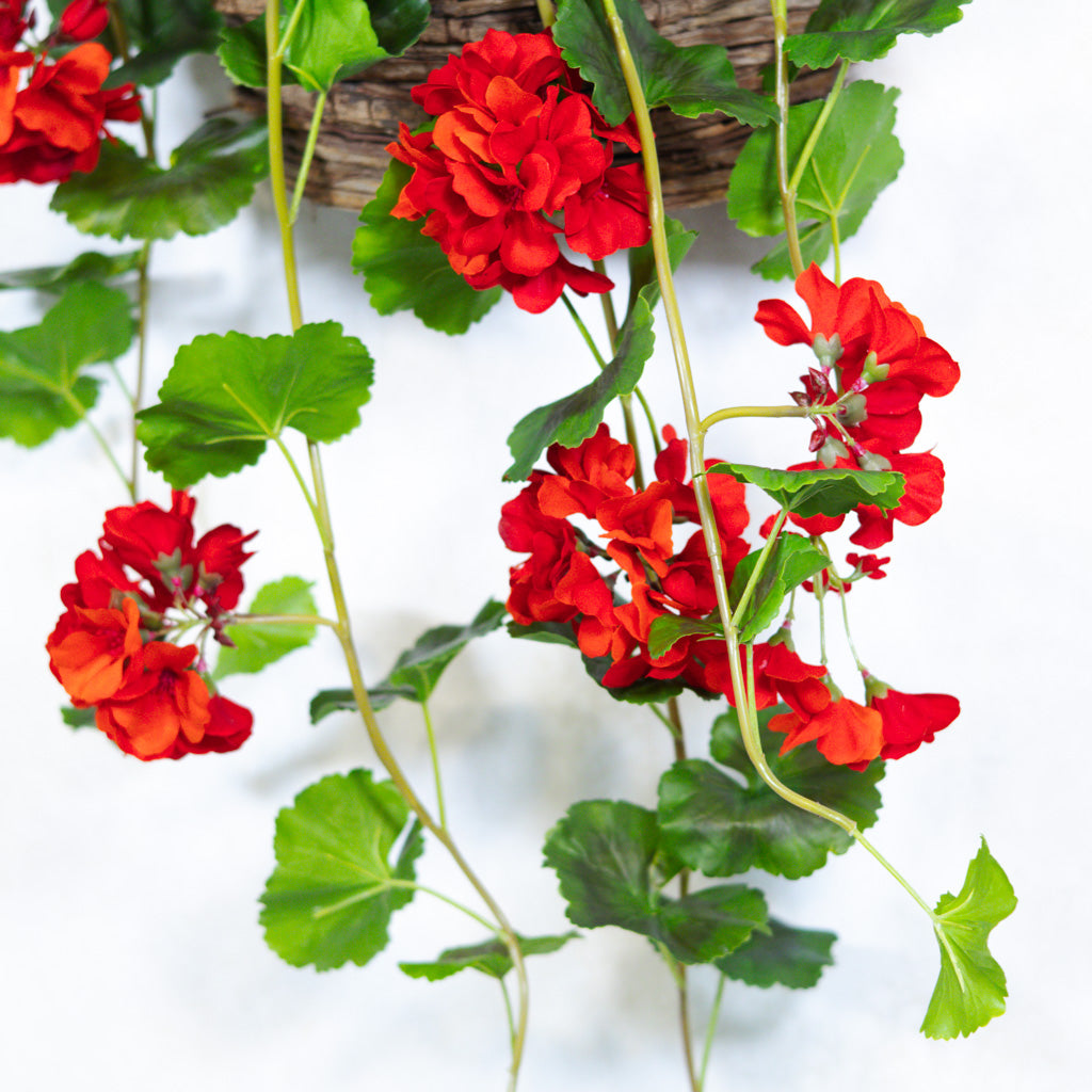 UV Red Summer Hanging Geranium Plant Natural Touch