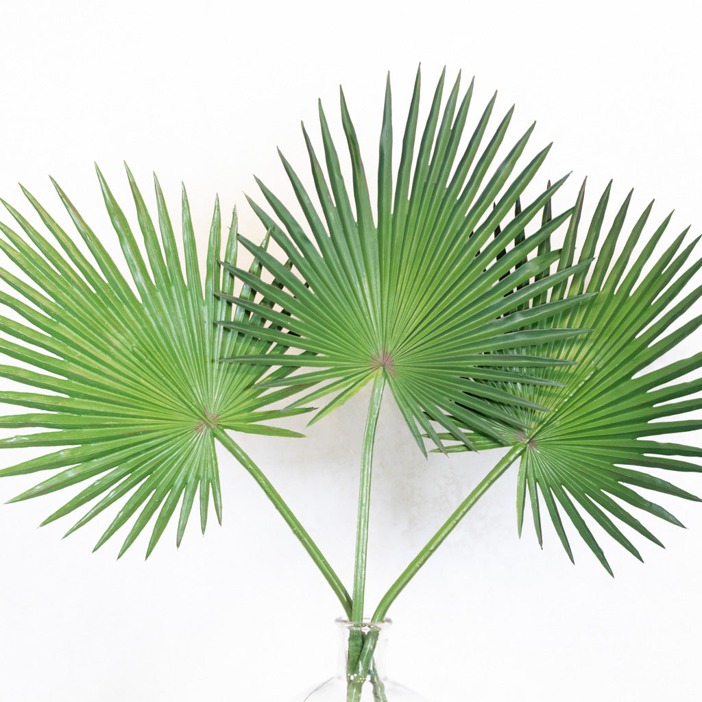 Fan Palm Stem 33"L