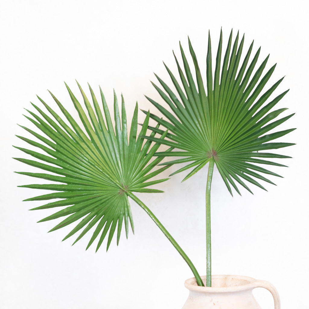 Fan Palm Stem 33"L