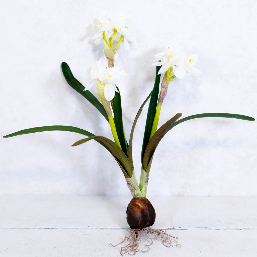 Paperwhite Two-Tone White with Bulb