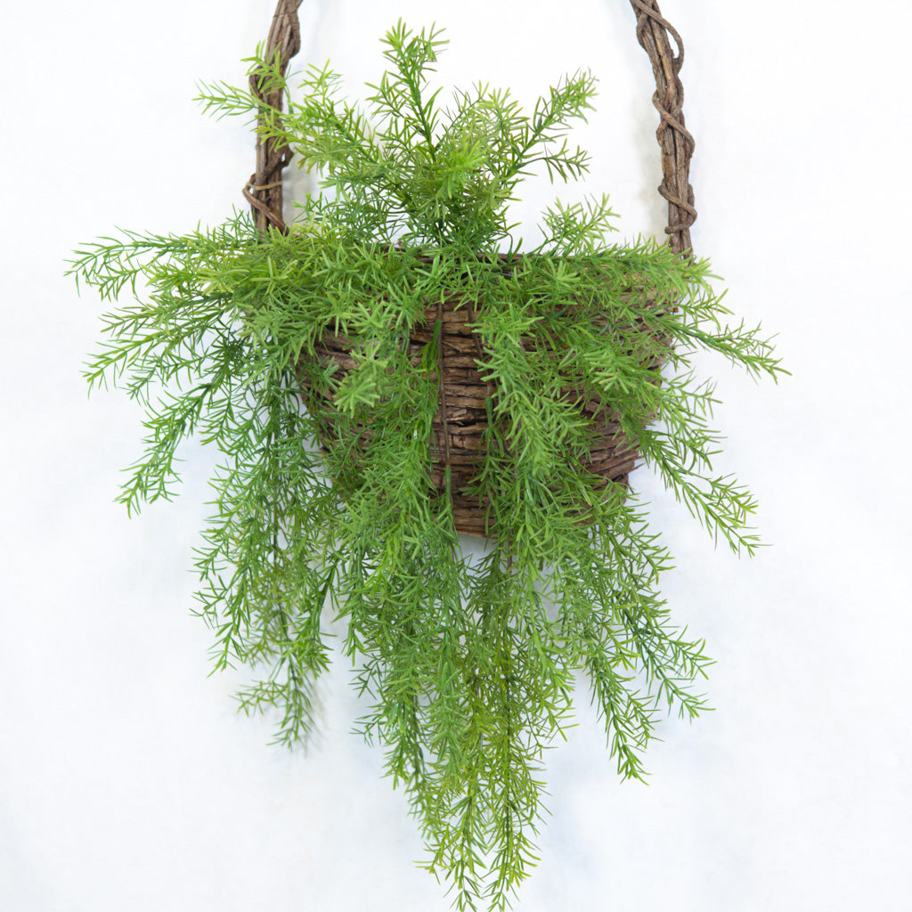 Hanging Springeri