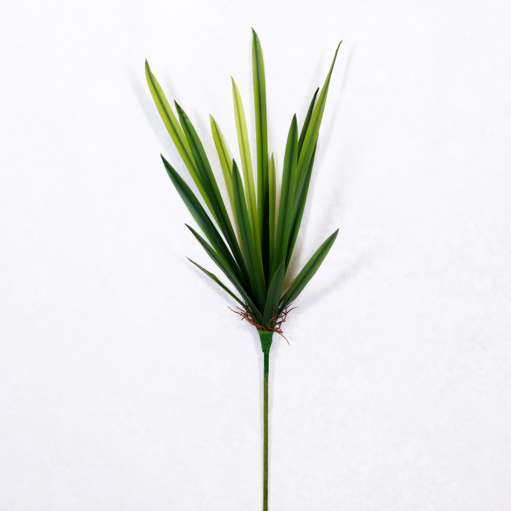 Narrow Leaf Dracaena Plant Short