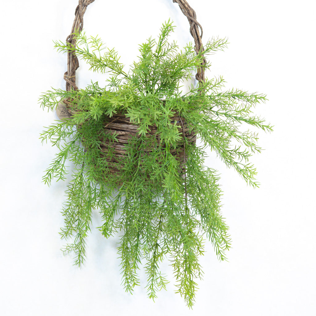 Hanging Springeri