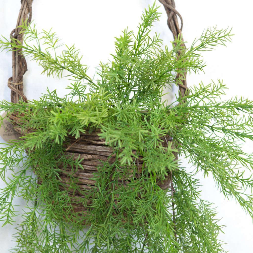 Hanging Springeri