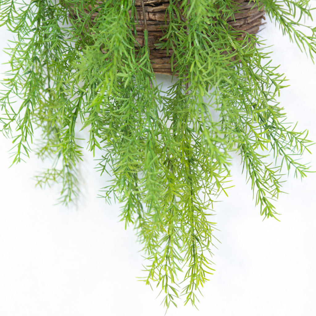 Hanging Springeri
