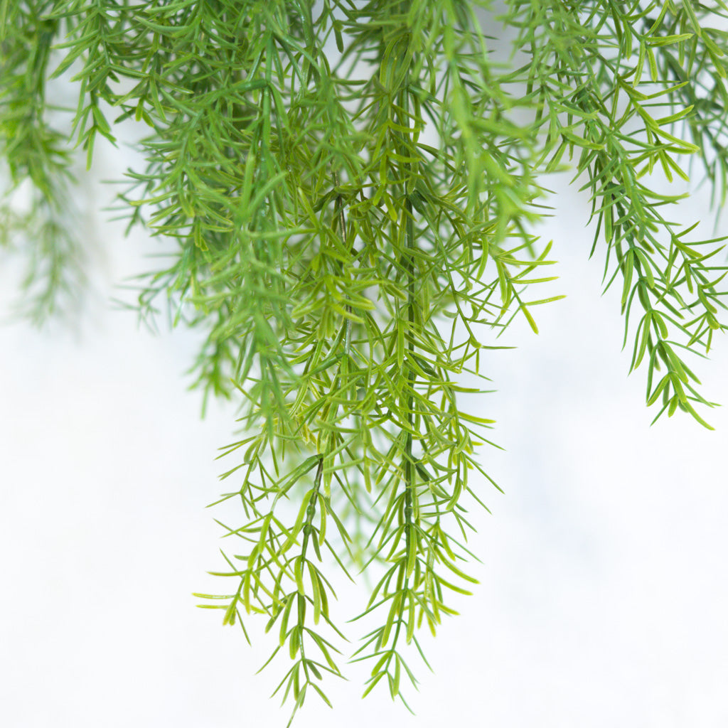 Hanging Springeri