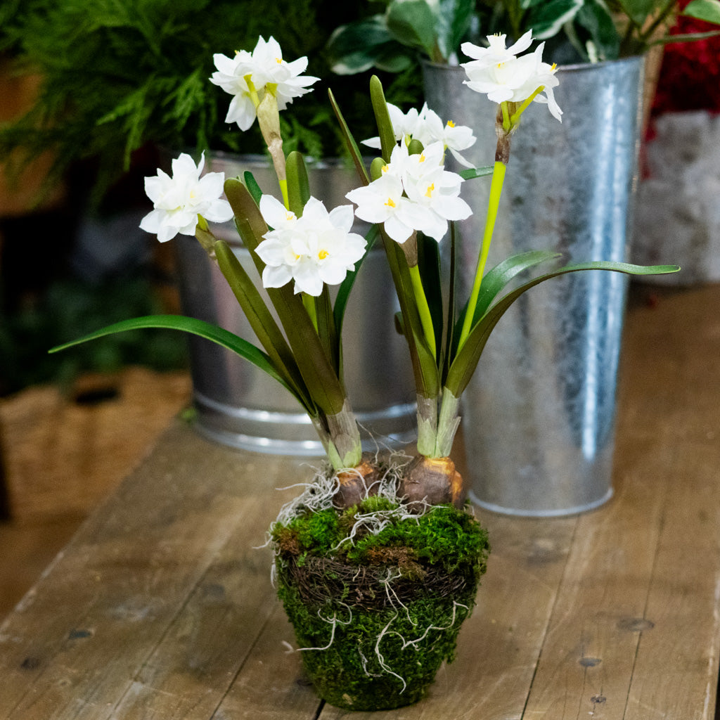 Double Paperwhite Potted