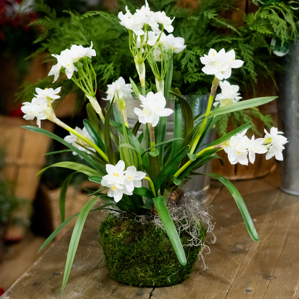 Triple Paperwhite Round Centerpiece Drop In