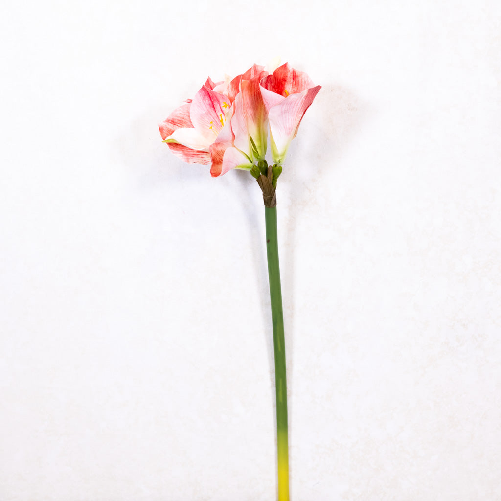 Amaryllis Pink Cream Stem