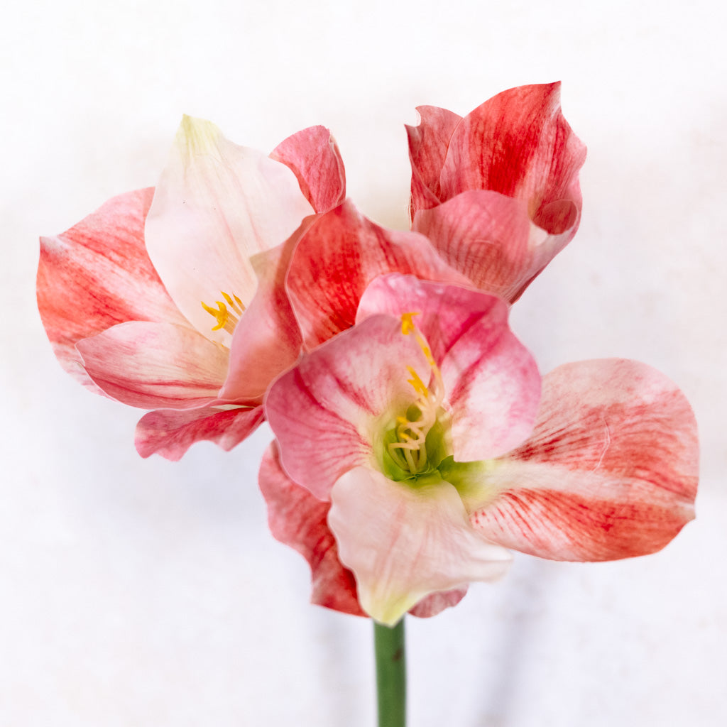 Amaryllis Pink Cream Stem