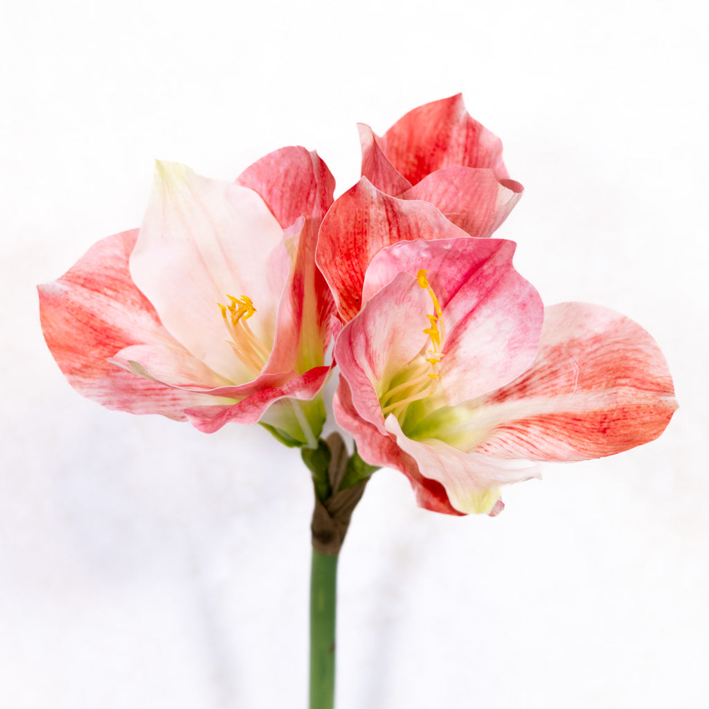 Amaryllis Pink Cream Stem