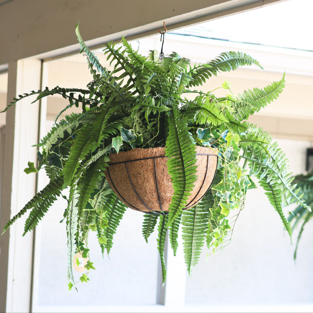 Boston Fern and Ivy Hanging Basket with Chain