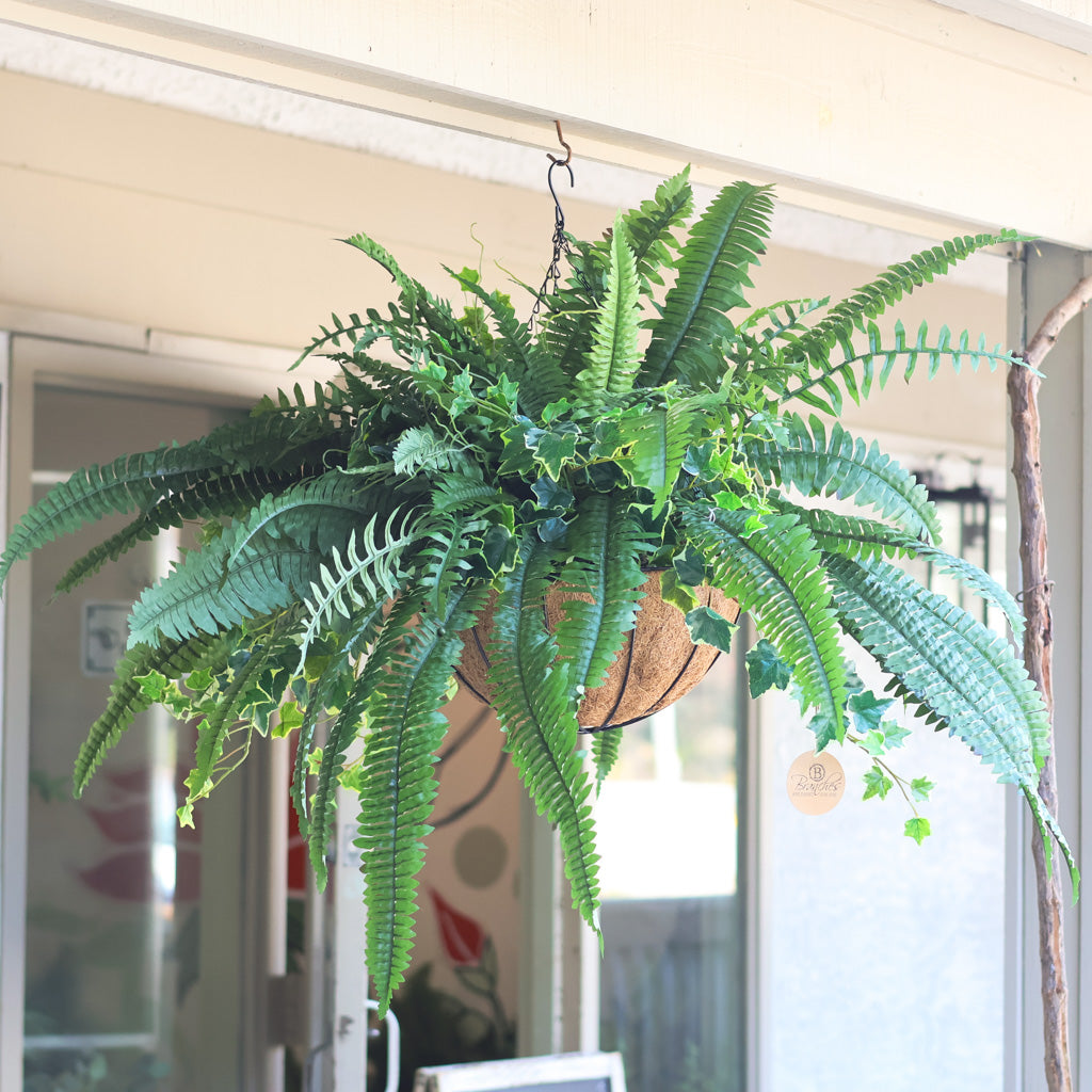 Boston Fern and Ivy Hanging Basket with Chain