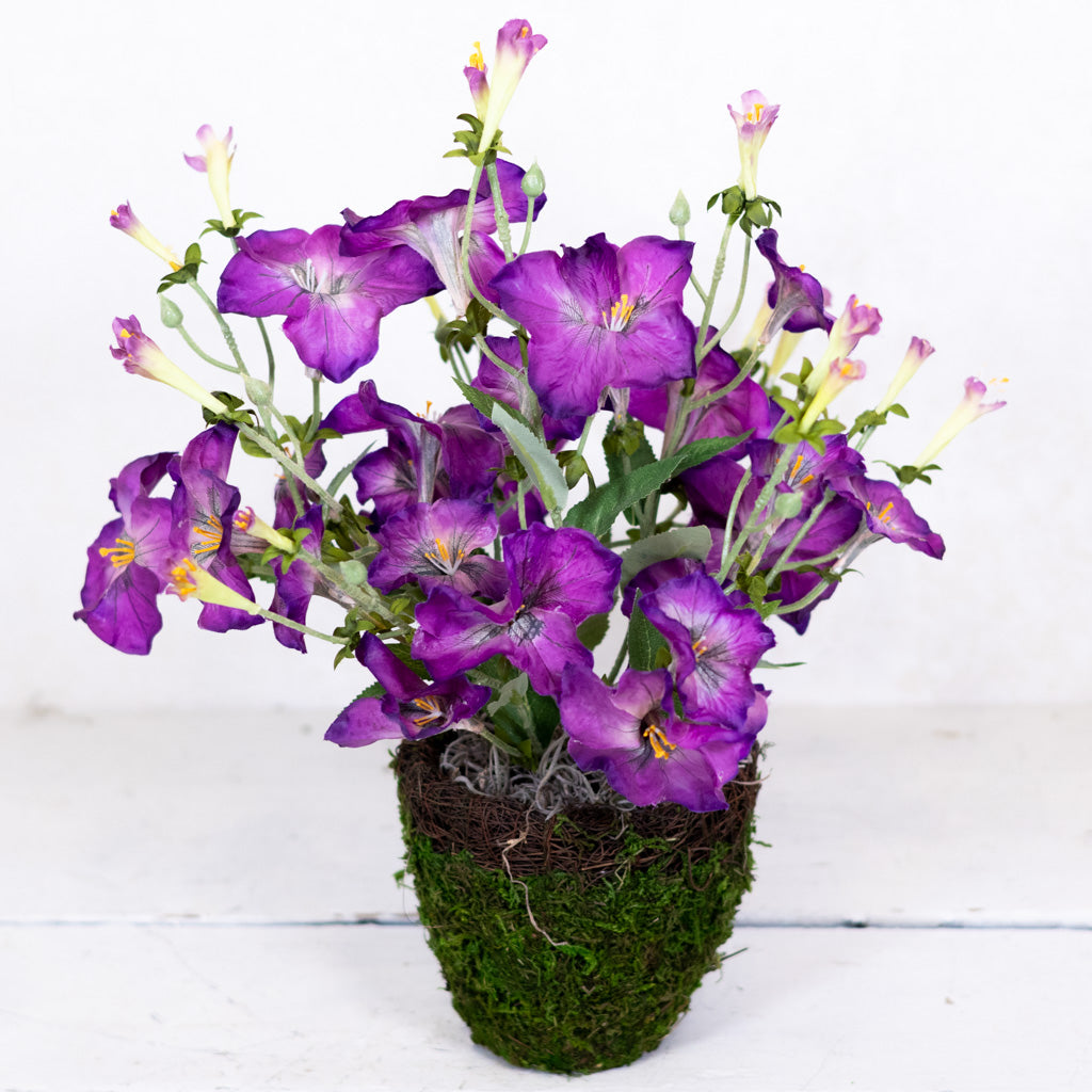 Petunia Purple Plant in Moss Pot