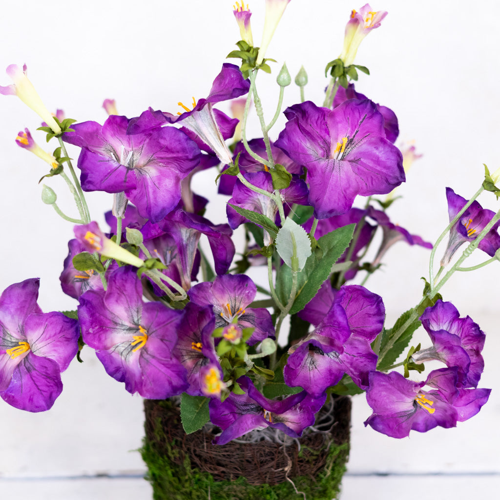 Petunia Purple Plant in Moss Pot