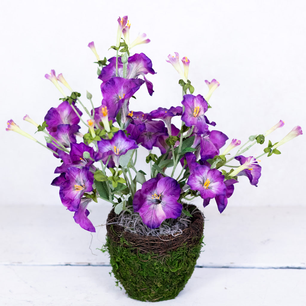 Petunia Purple Plant in Moss Pot