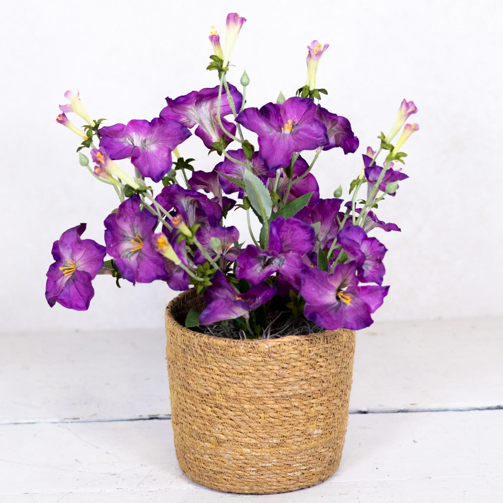 Petunia Purple Plant in Moss Pot