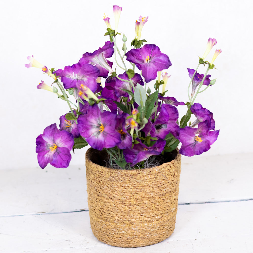Petunia Purple Plant in Moss Pot