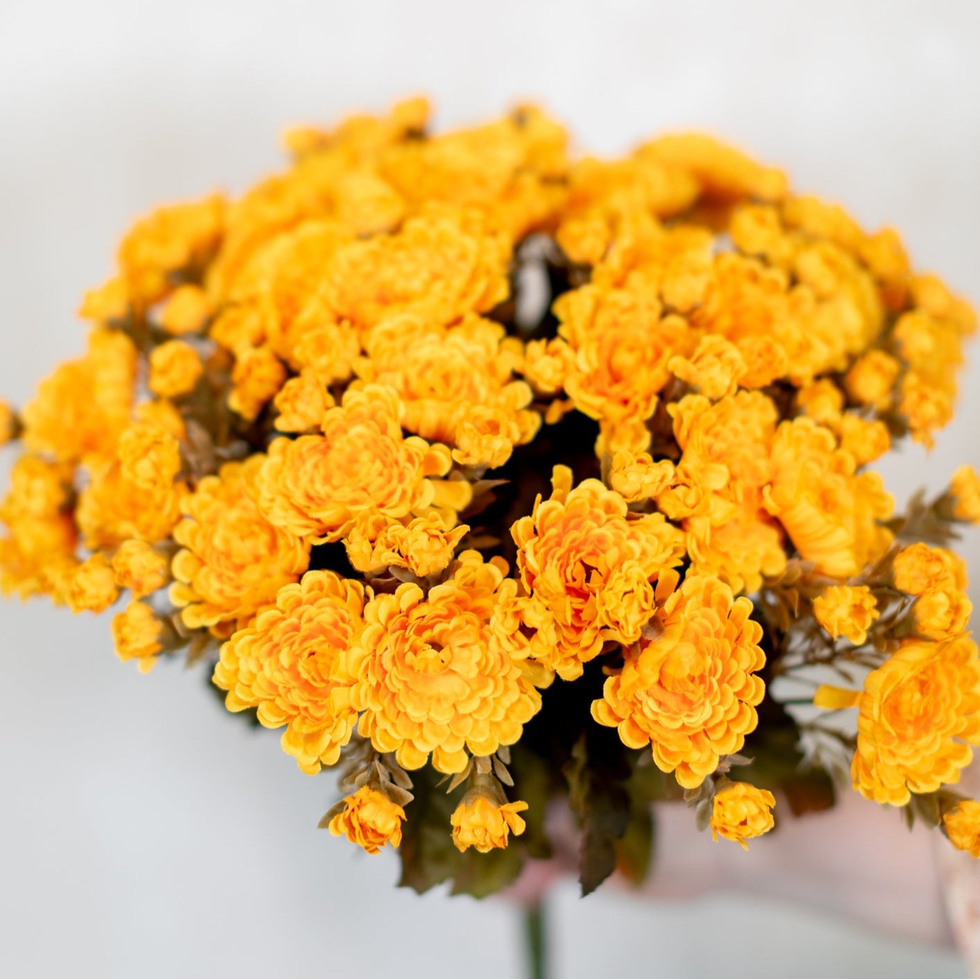 Mum Bush Stem Gold Yellow