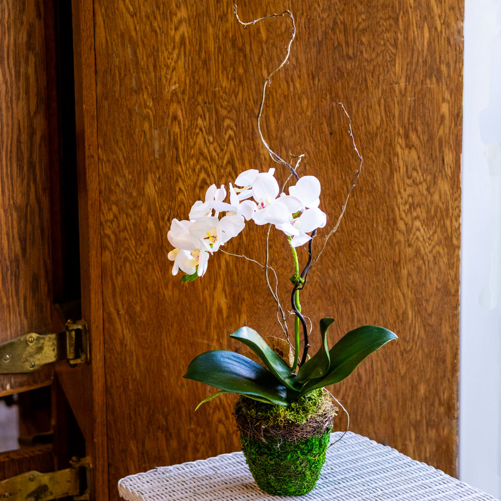 Small White Orchid Drop In