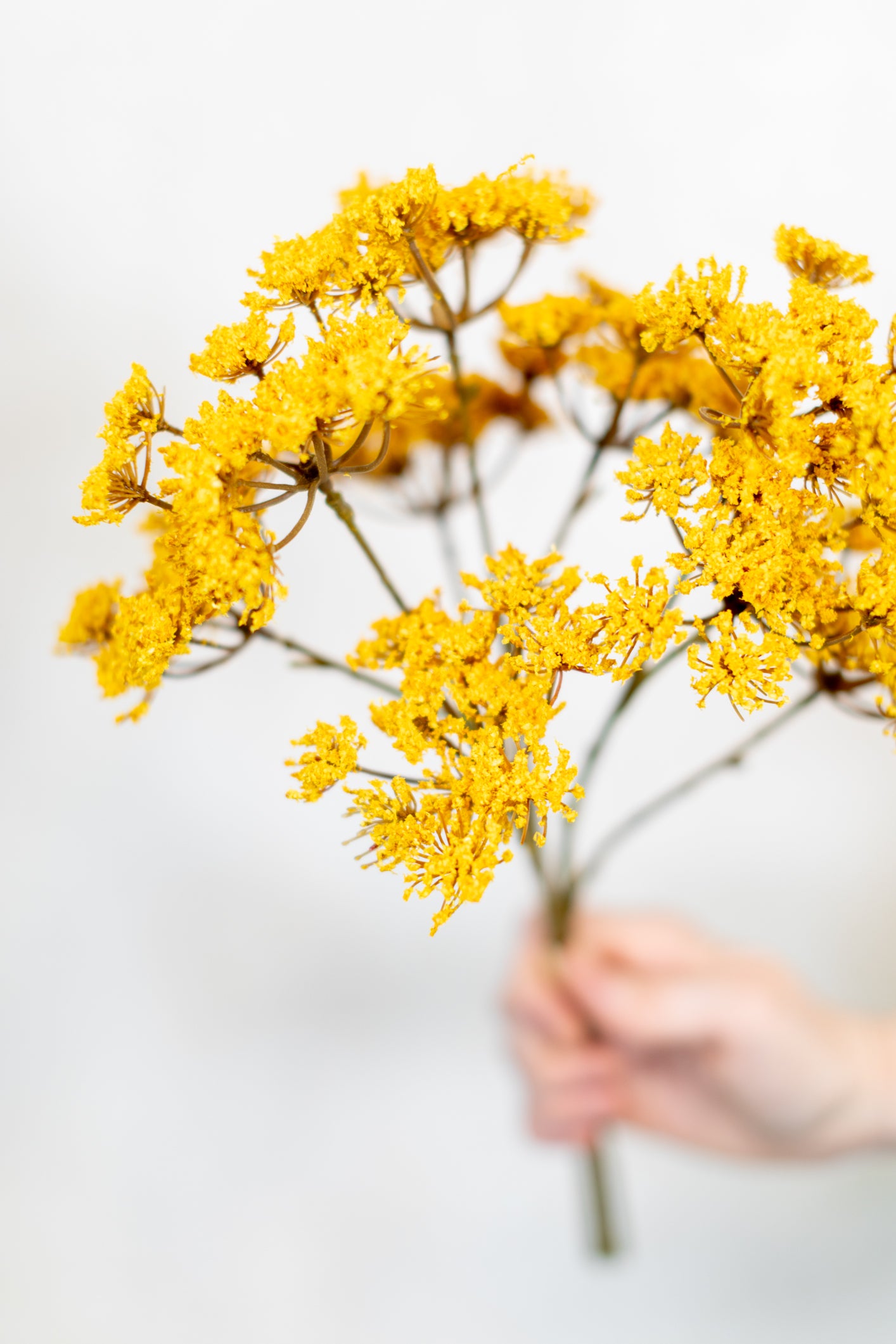 Yarrow Pick Bundle Gold
