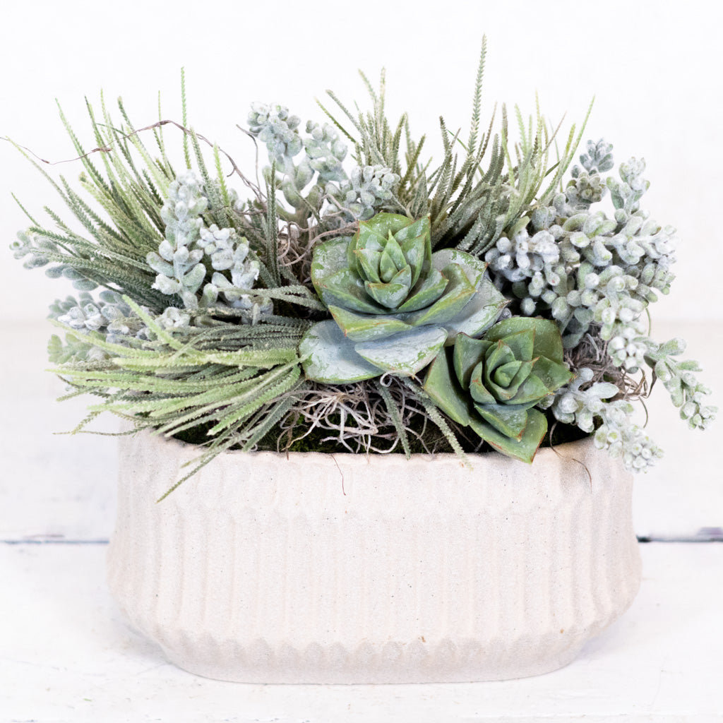 Small Sedum in Rectangular Moss Pot