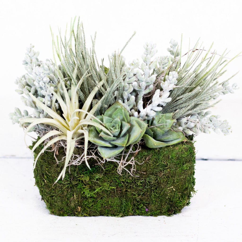 Small Sedum in Rectangular Moss Pot