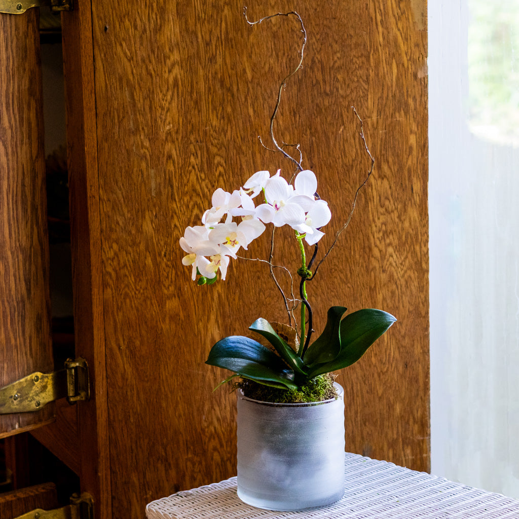 Small White Orchid Drop In