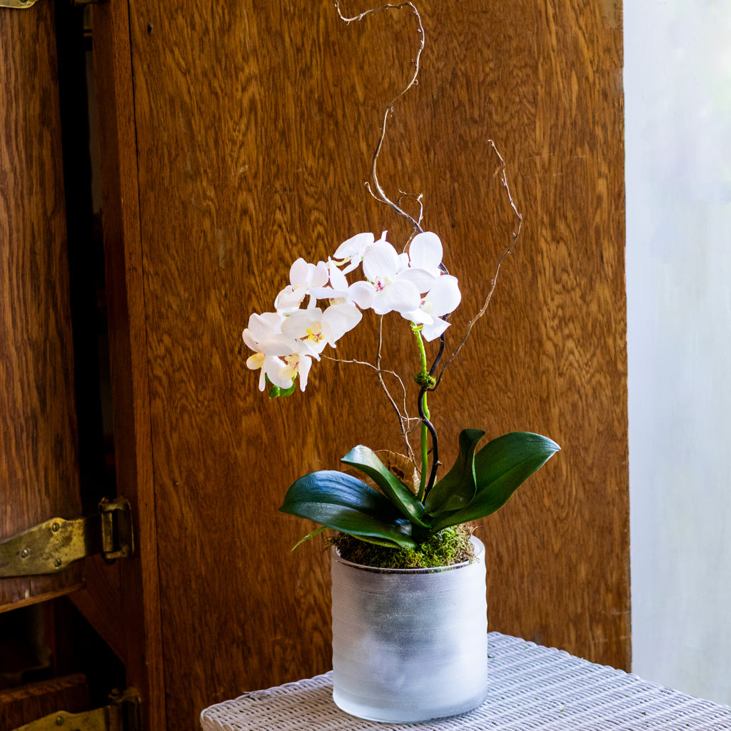 Small White Orchid Drop In