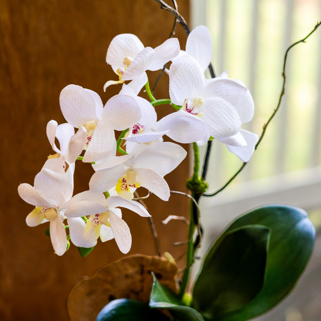 Small White Orchid Drop In