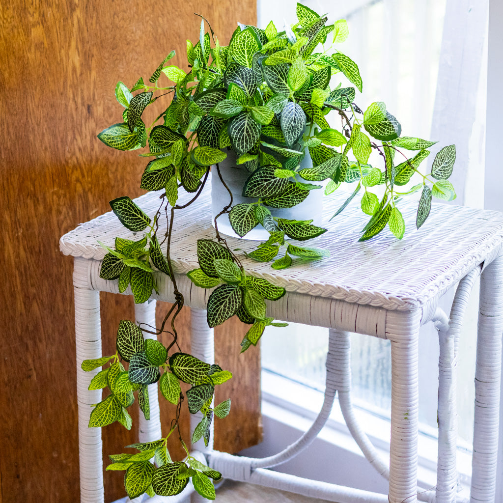 Fittonia Plant Drop In