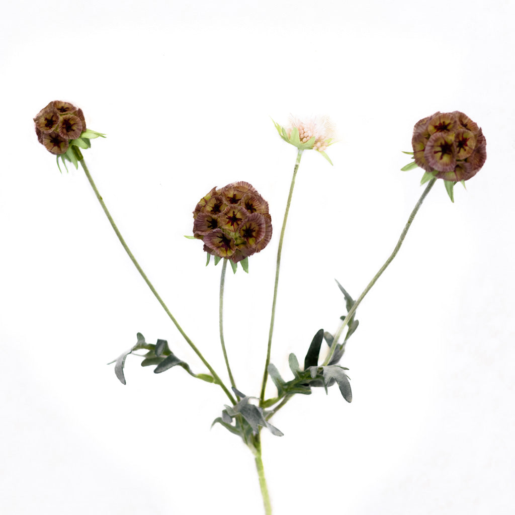Taupe Garden Scabiosa Spray